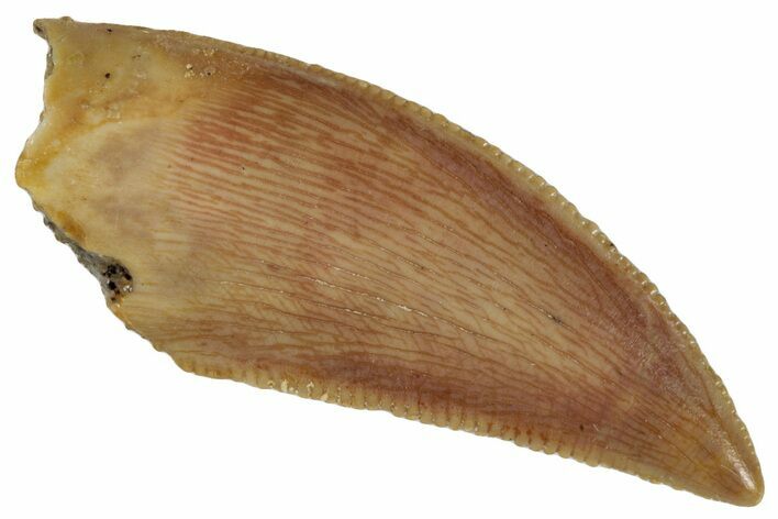 Serrated, Raptor Tooth - Real Dinosaur Tooth #260995